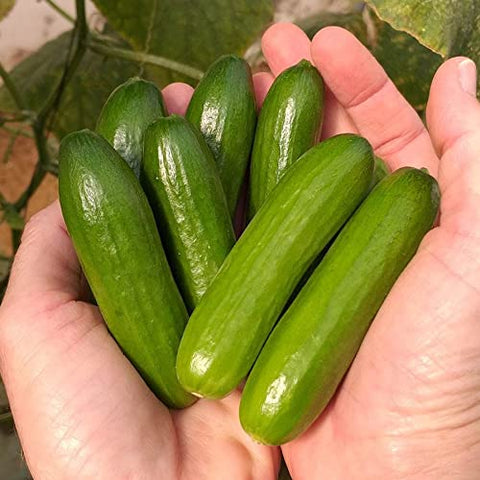 Park Seed Mini-Me cucumber snack-size fruit ready for fresh snacking
