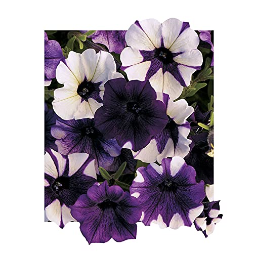 Park Seed Shock Wave Tie Dye Purple petunia bloom closeup, ideal for sunny containers.