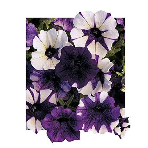 Park Seed Shock Wave Tie Dye Purple petunia bloom closeup, ideal for sunny containers.