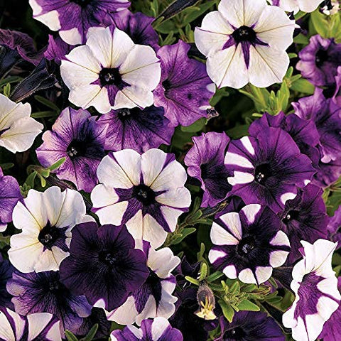 Park Seed Shock Wave Tie Dye Purple petunia in a hanging basket, vibrant all season.