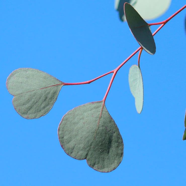Park Seed Silver Dollar eucalyptus stems ideal for indoor containers and scent.