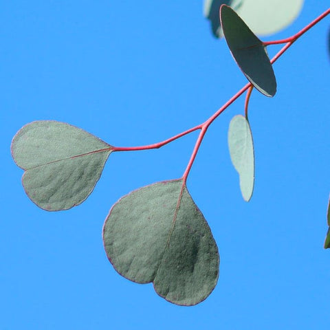 Park Seed Silver Dollar eucalyptus stems ideal for indoor containers and scent.