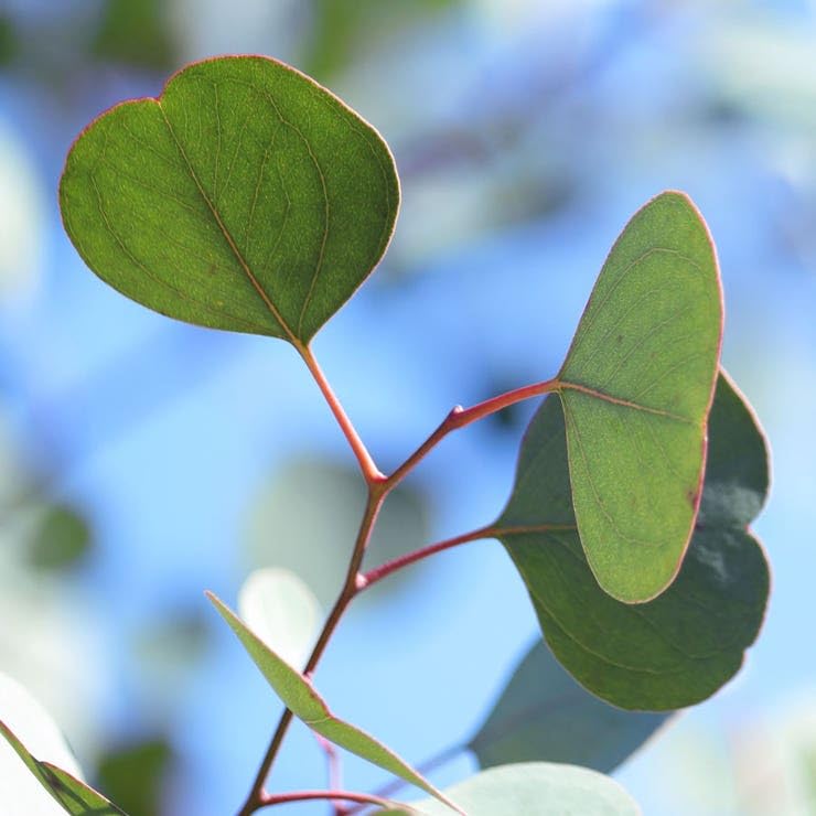 Park Seed Silver Dollar eucalyptus branch drying for long-lasting home decor.