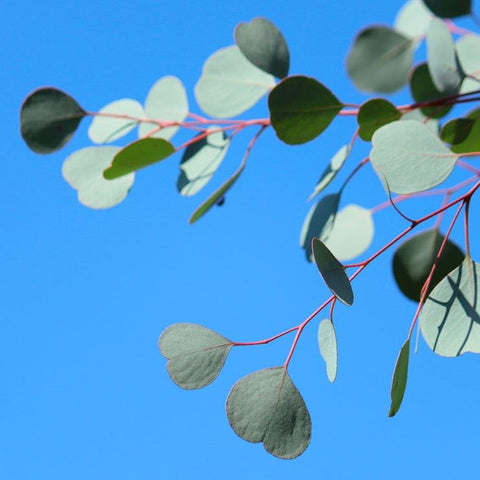 Park Seed Silver Dollar eucalyptus plant growing into a lush, versatile garden feature.
