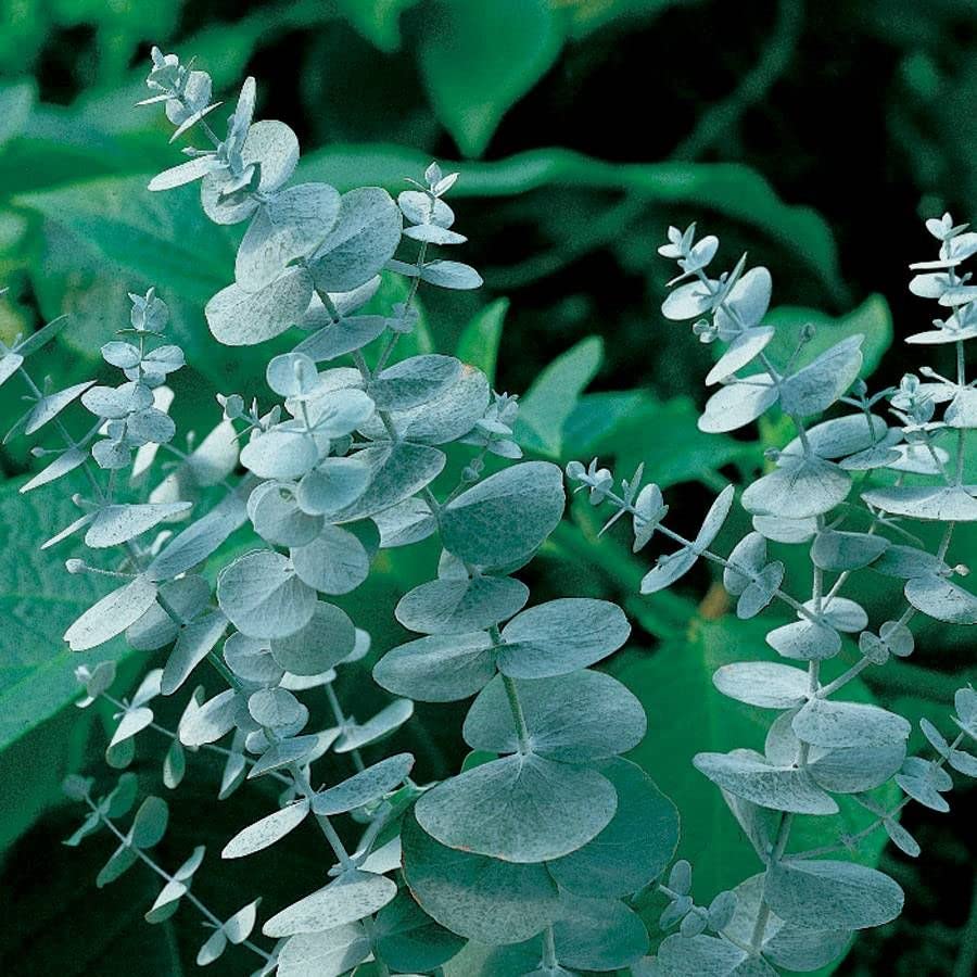 Park Seed Silver Dollar eucalyptus leaves close-up with silvery blue foliage for chic decor.