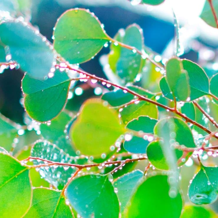 Park Seed Silver Dollar eucalyptus stems arranged for indoor arrangements and fragrance.