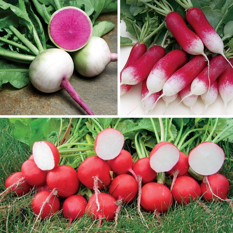 Park Seed Sow Effortless Collection seed tape with three gourmet radishes ready for easy planting.