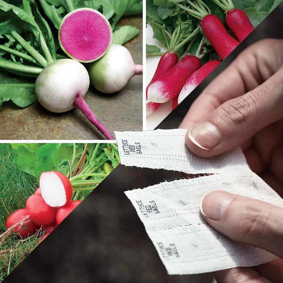 Park Seed gourmet radish seed tape demonstrates compact spacing for quick harvests.