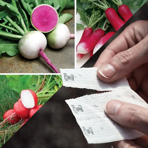 Park Seed gourmet radish seed tape demonstrates compact spacing for quick harvests.