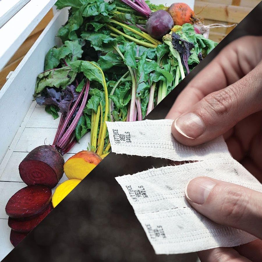 Park Seed seed tape with pre-spaced seeds enables no-thin planting.