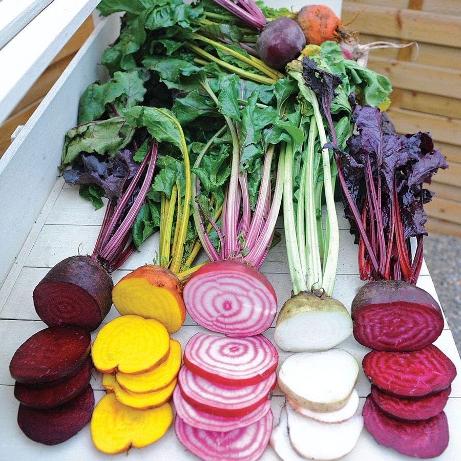 Park Seed Rainbow Beet seed tape with five colorful varieties for easy harvest.