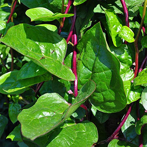 Park Seed Spinach Red Stem Malabar leaves showing lush greens for fresh summer salads.