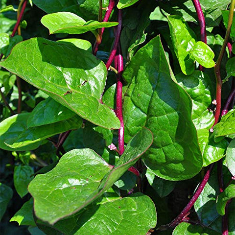 Park Seed Spinach Red Stem Malabar leaves showing lush greens for fresh summer salads.