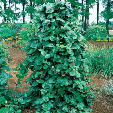 Park Seed Spinach Red Stem Malabar stems adding vibrant red accents to garden beds.