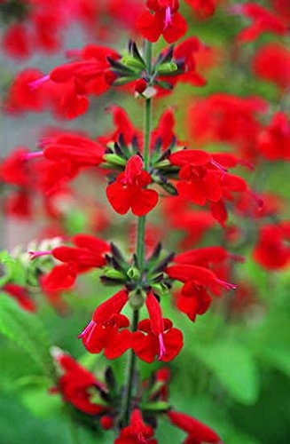Park Seed Summer Jewel Red Salvia blooms attract hummingbirds and butterflies in sunny borders.