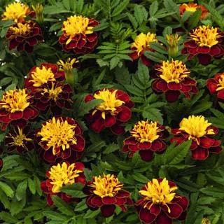 Park Seed Super Hero Spry Marigold burgundy-gold crested bloom for borders