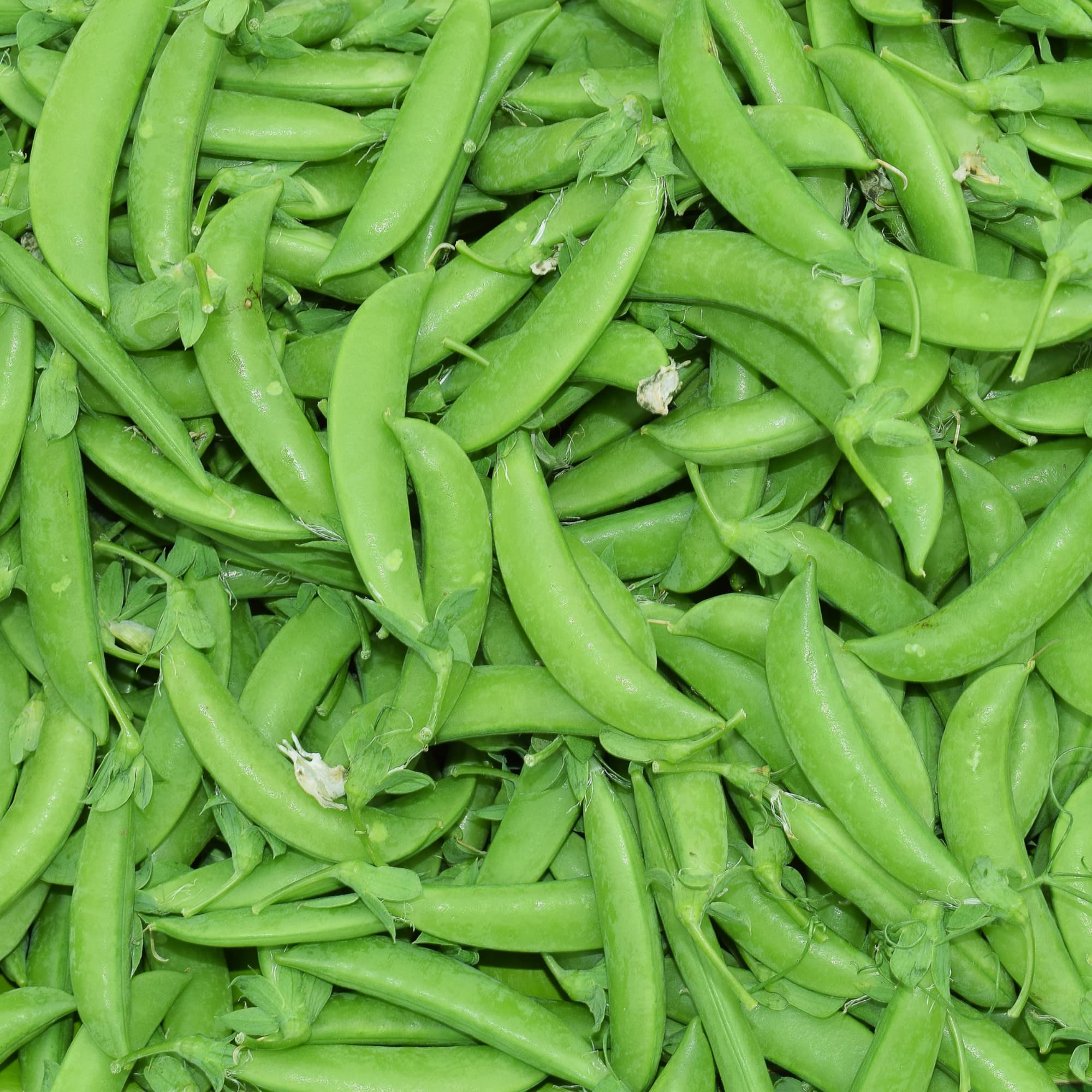Park Seed Super Sugar Snap harvest-ready pods displaying thick-walled, flavorful peas