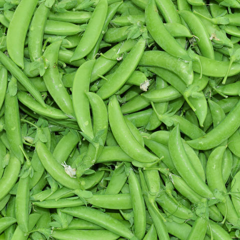 Park Seed Super Sugar Snap harvest-ready pods displaying thick-walled, flavorful peas