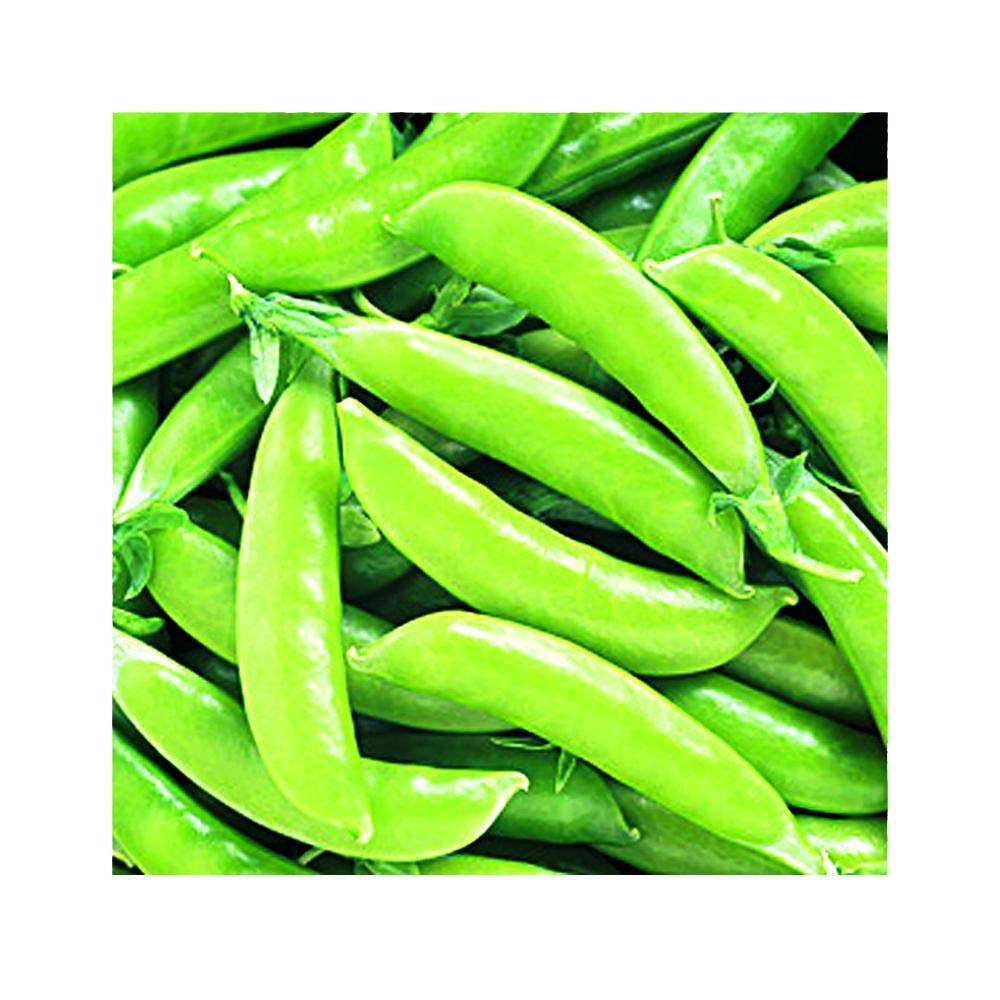 Park Seed Super Sugar Snap Pea Seeds pods close-up; thick-walled for fresh harvest.