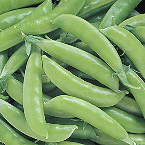 Park Seed Super Sugar Snap Pea vines growing in garden show high-yield potential.