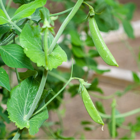 Park Seed Super Sugar Snap vine growth showing vigorous vines and abundant pods