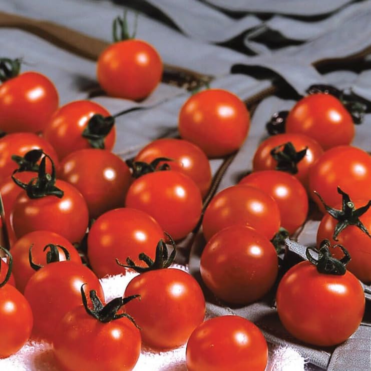 Park Seed Sweet Million cherry tomatoes ready to harvest for fresh snacks.