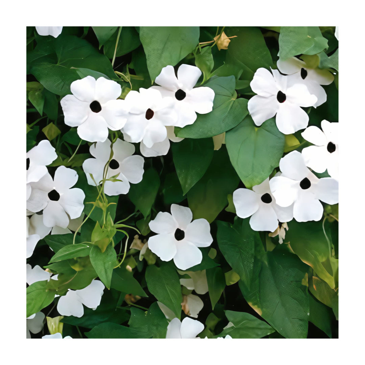 Park Seed Thunbergia bloom close-up with white petals and black center for dramatic garden contrast