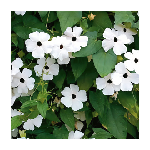 Park Seed Thunbergia bloom close-up with white petals and black center for dramatic garden contrast