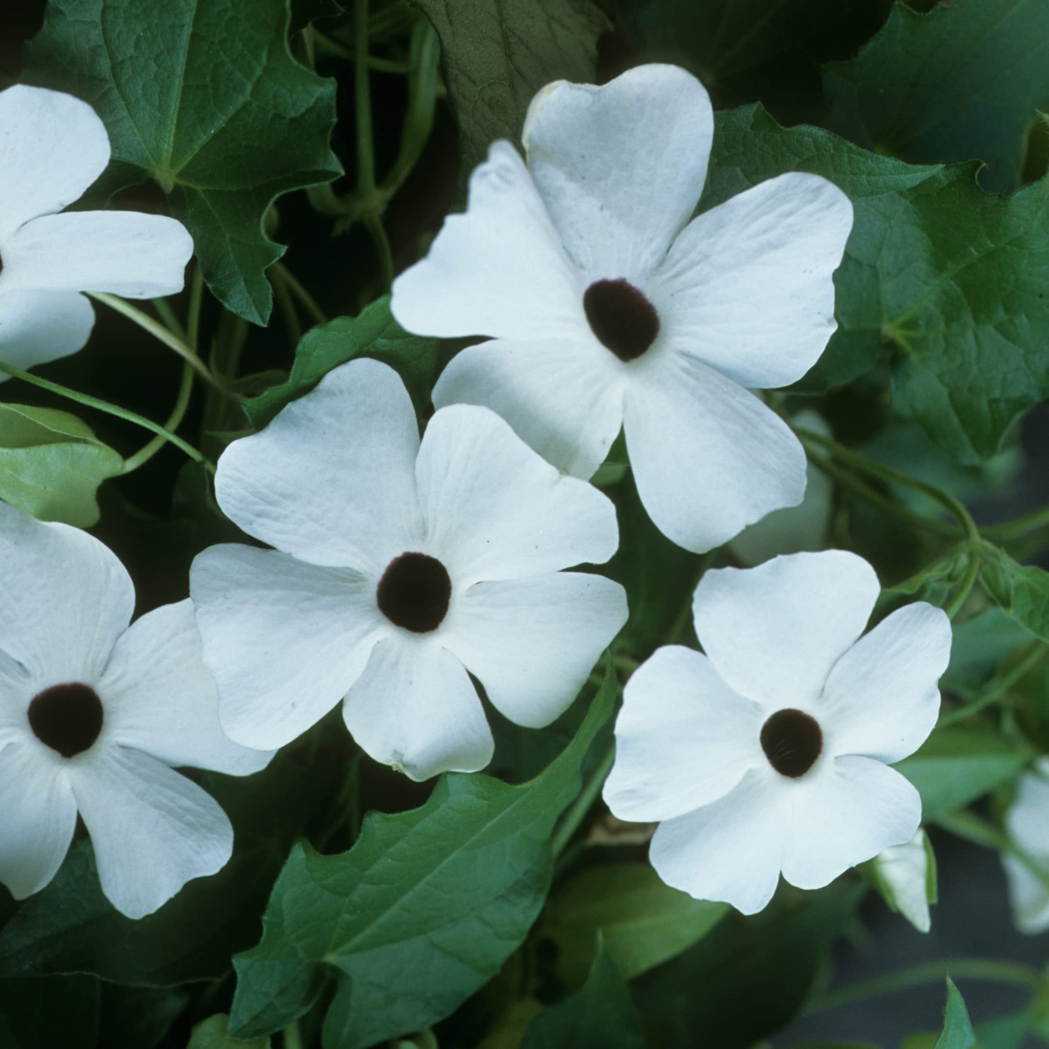 Park Seed Thunbergia container display with cascading blooms in sunlit pot