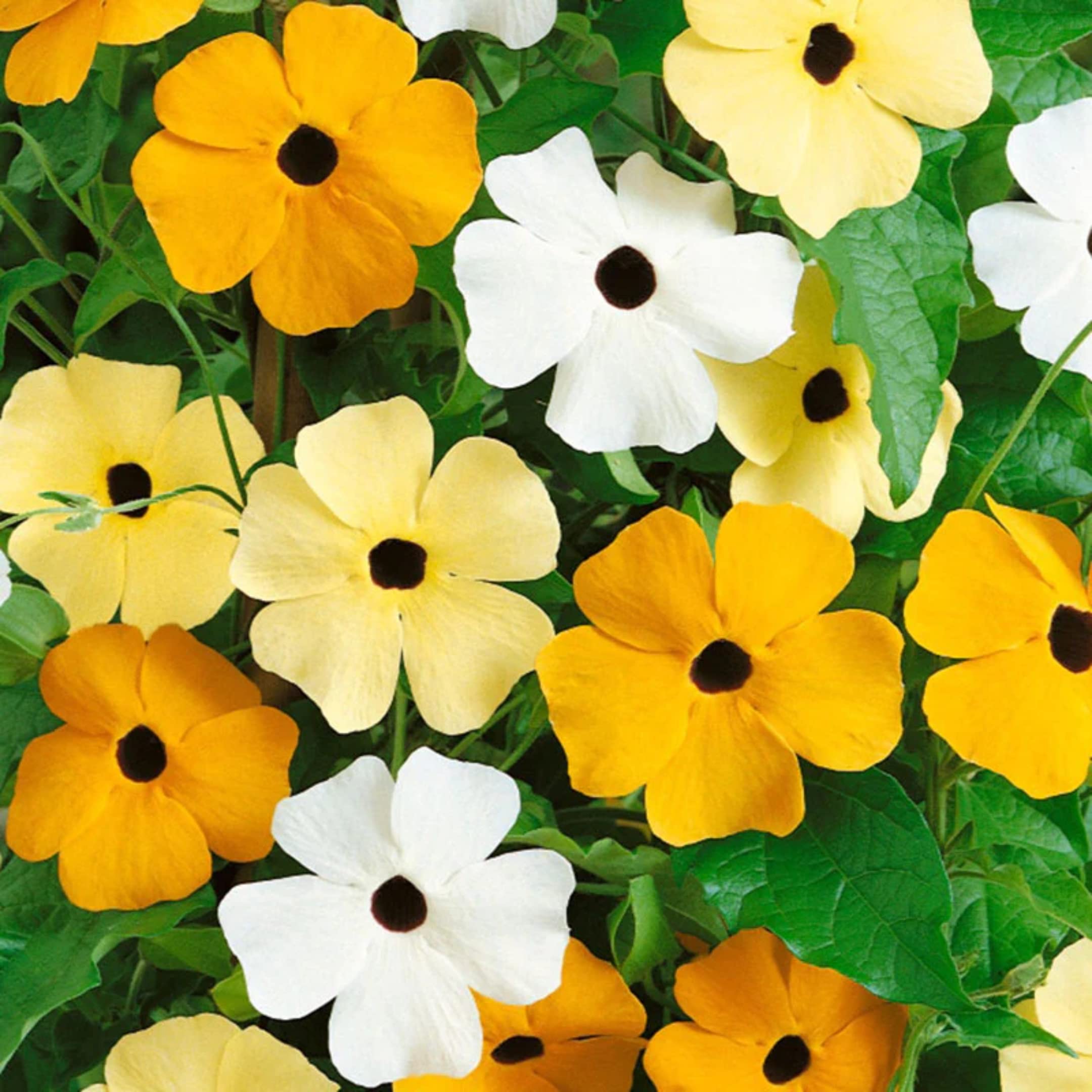 Park Seed Thunbergia 5-8 ft vine offers long-season color from summer to frost