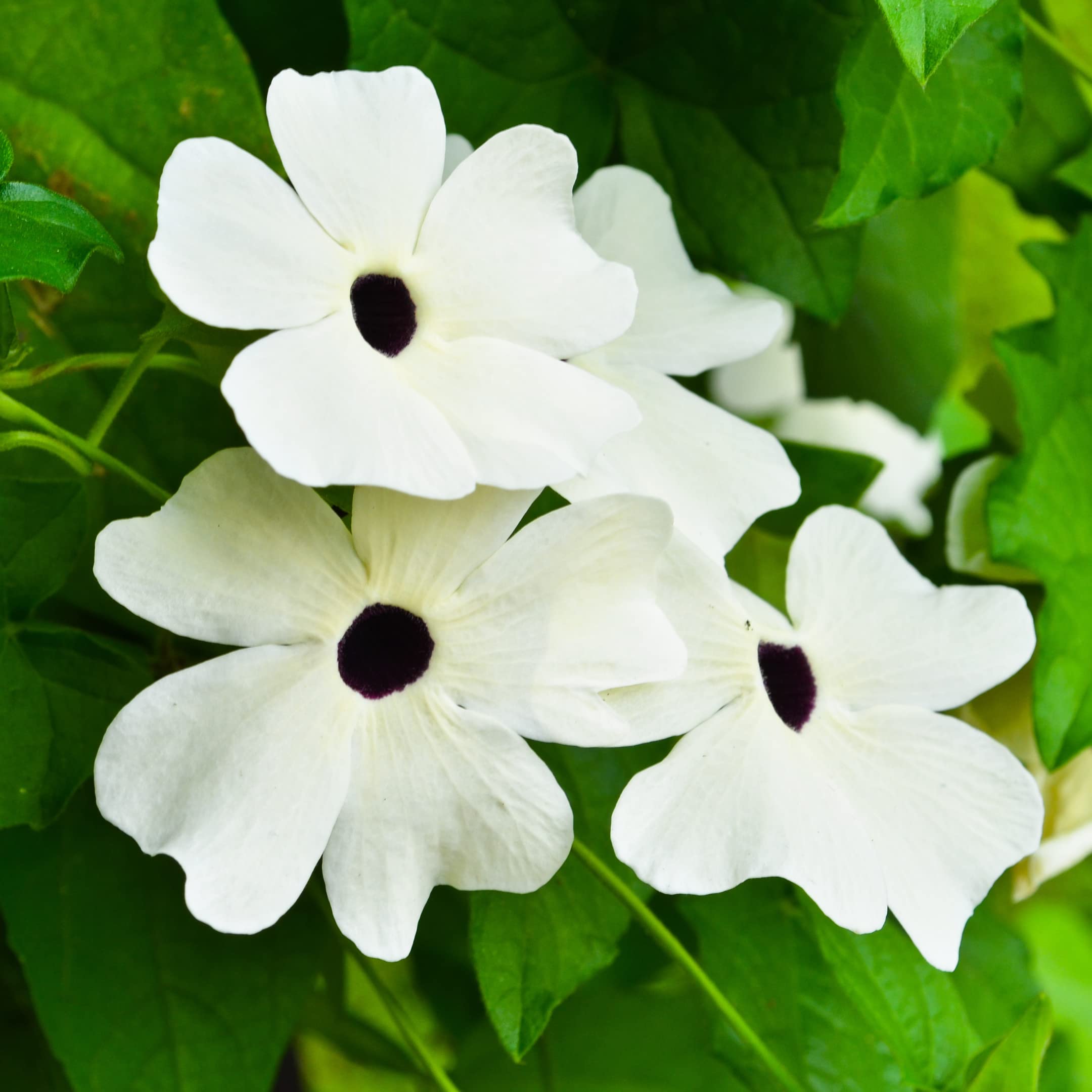 Park Seed Thunbergia post-mount example demonstrates easy support near mailboxes