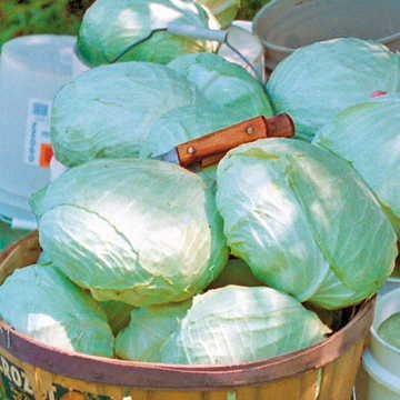 Park Seed Tropic Giant cabbage head, pale green leaves, ideal for large meals