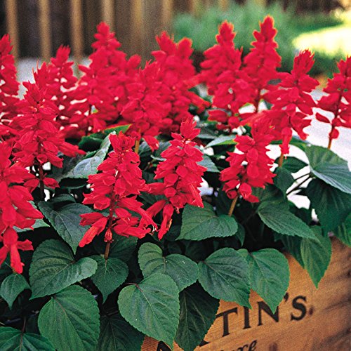 Park Seed Vista fire-engine red salvia blooms brighten sunny borders and attract pollinators