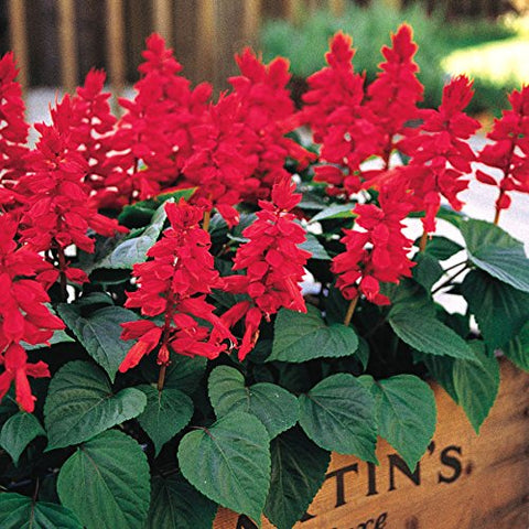 Park Seed Vista fire-engine red salvia blooms brighten sunny borders and attract pollinators