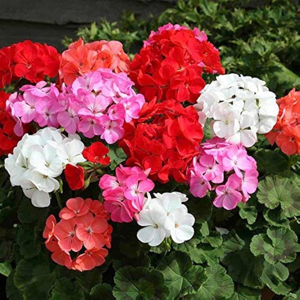 Park Seed weather-tolerant geraniums endure summer heat for reliable color