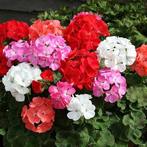 Park Seed weather-tolerant geraniums endure summer heat for reliable color