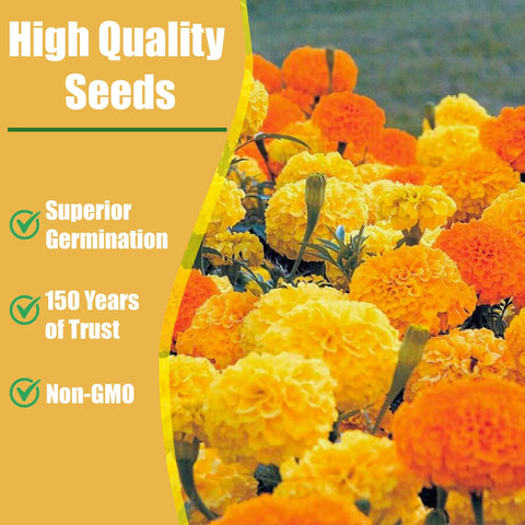 Park Seed Whopper Mix marigold beds and borders benefit from mass planting.