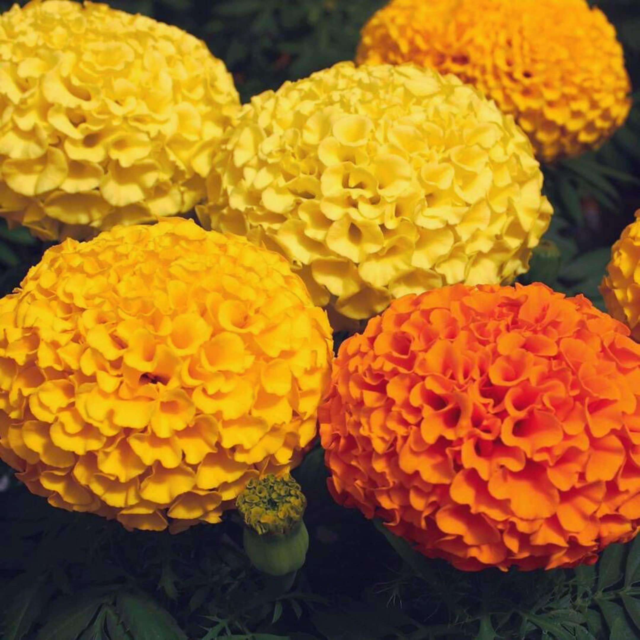 Park Seed Whopper Mix marigold blooms 4in brighten borders with bold color.