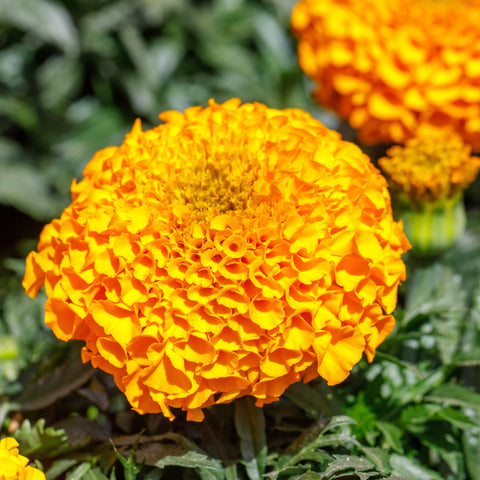 Park Seed Whopper Mix marigold gold flowers add warmth to beds.