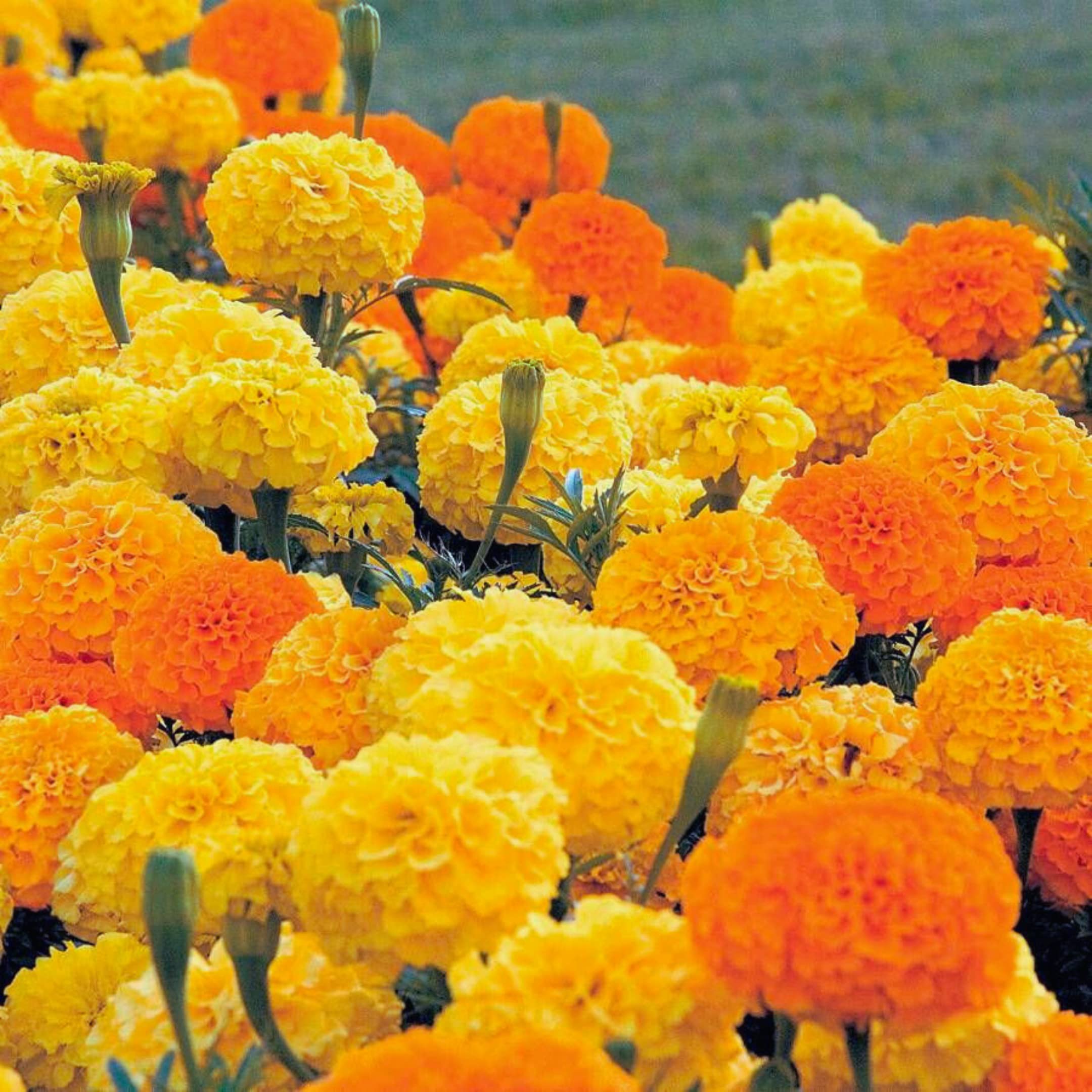 Park Seed Whopper Mix marigold orange flowers for vibrant focal points.