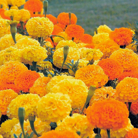 Park Seed Whopper Mix marigold orange flowers for vibrant focal points.