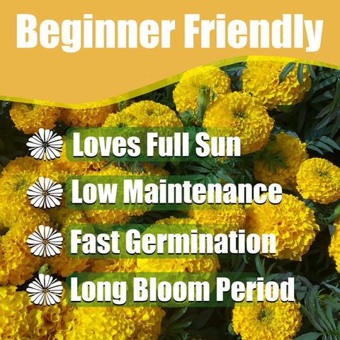 Park Seed Whopper Mix marigold sturdy stems resist weather and support blooms.