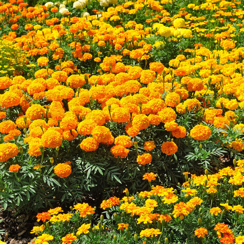 Park Seed Whopper Mix marigold yellow flowers create sunny garden accents.