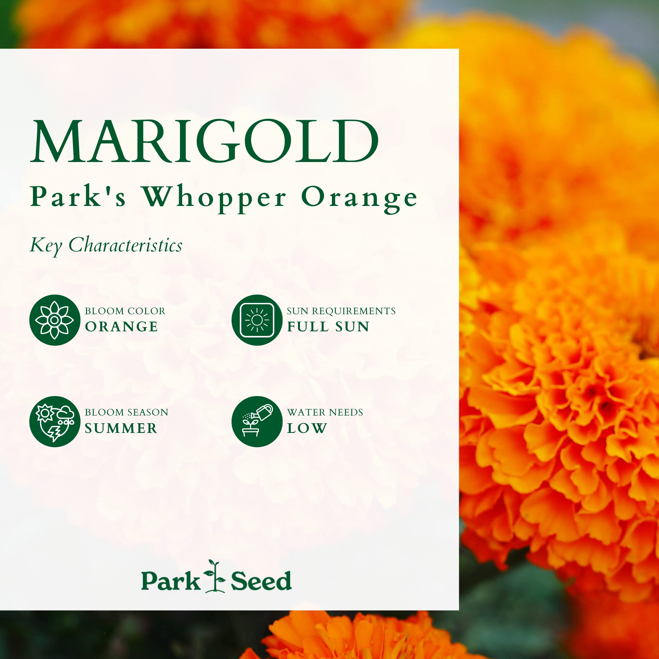 Bright orange color from Park Seed Whopper Orange enhances sunny patios