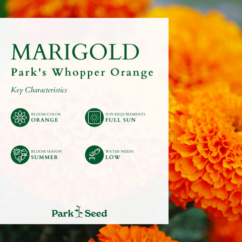 Bright orange color from Park Seed Whopper Orange enhances sunny patios