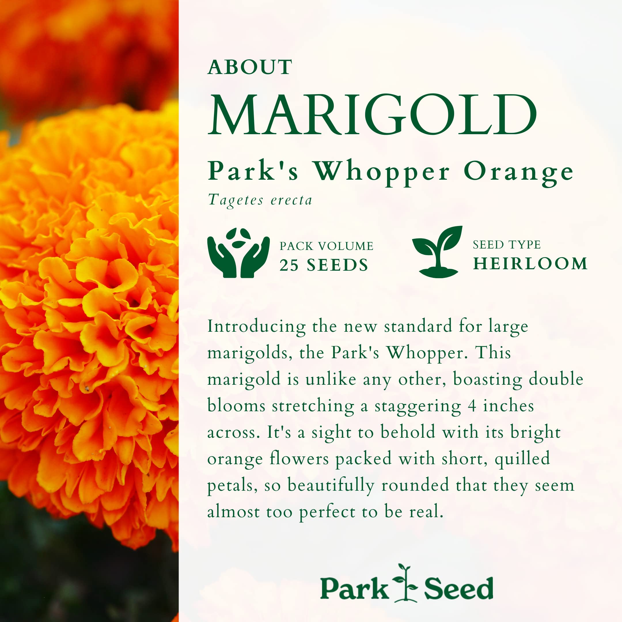 Whopper Orange marigold petals densely packed for borders from Park Seed