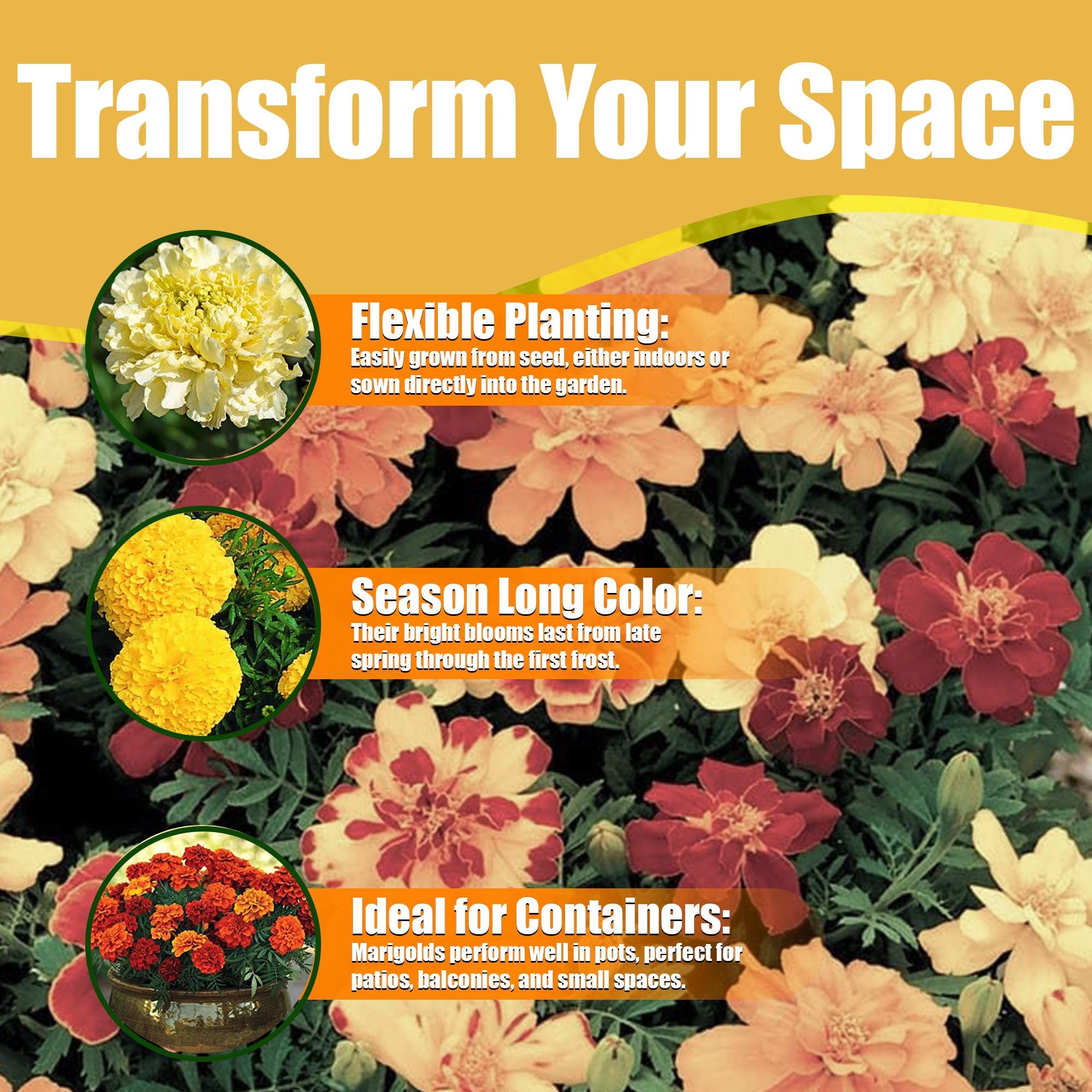 Ideal for edging, beds, borders, and container displays with Park Seed