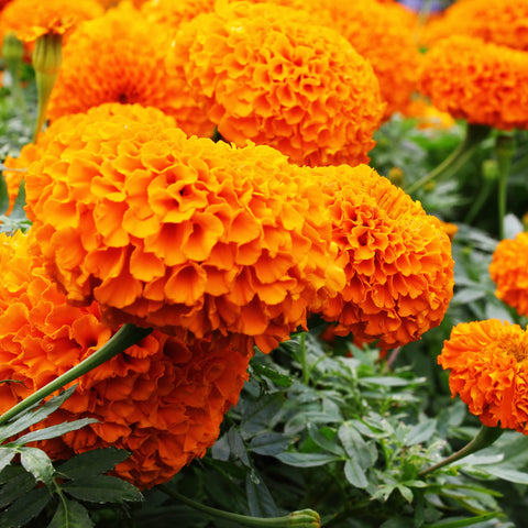 Park Seed Whopper Orange marigolds are sturdy and compact for containers