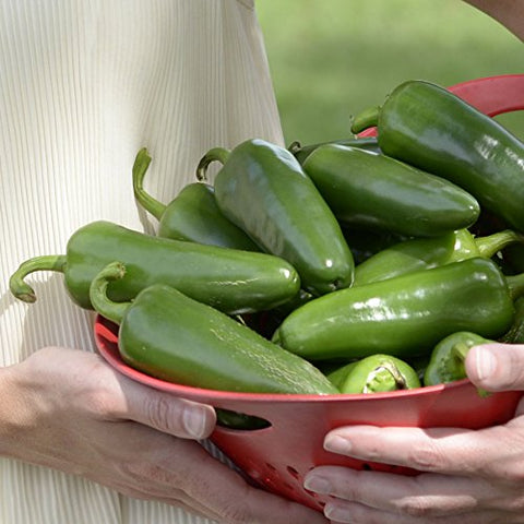 Close-up of thick-walled Park Seed Whopper peppers.