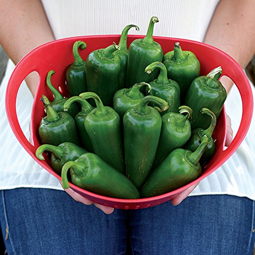 Park Seed Whopper peppers on the plant ready to harvest for salsa and grilling.